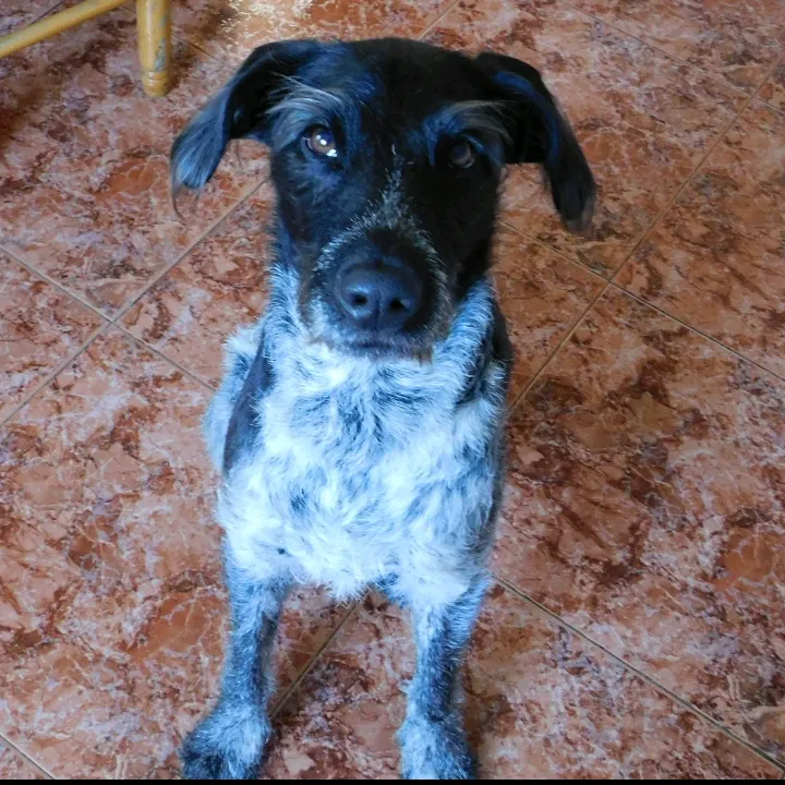 dogaquila