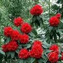 @kashiaryal