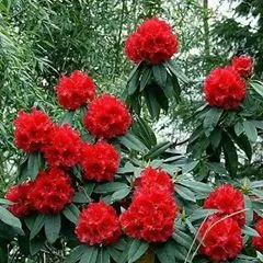 @kashiaryal
