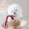 teacupspuppies