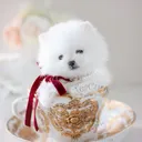 @teacupspuppies