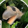 dino_iggy