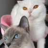 tugbascats
