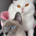 @tugbascats