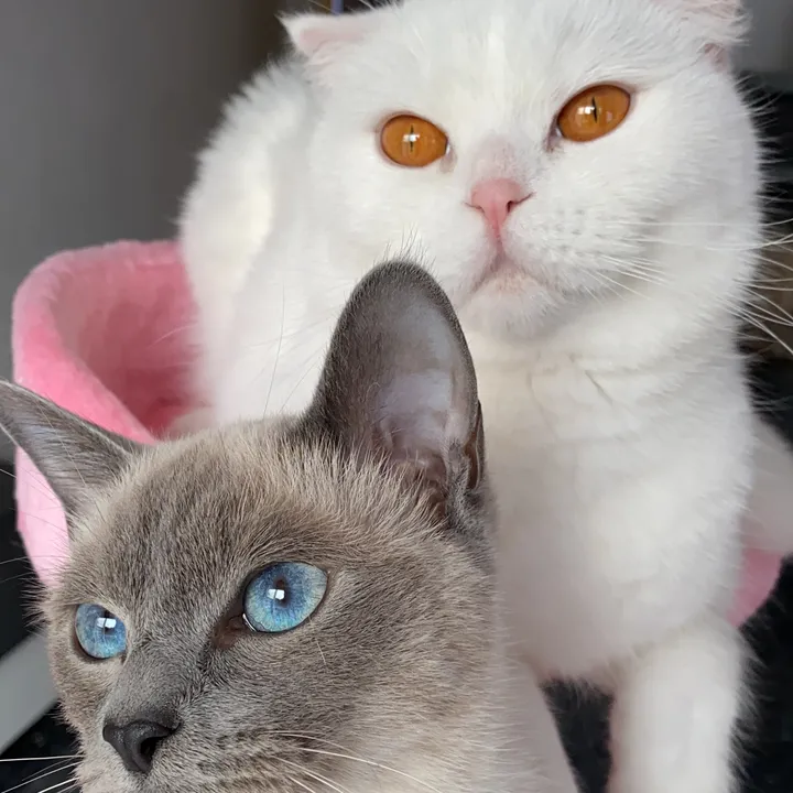 @tugbascats