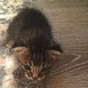 @pretty_pets2295