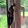 _tiny_the_monkey