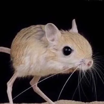 fioskiii