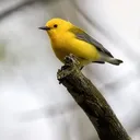 @germantownbirdlover