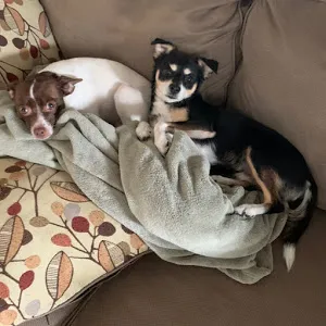 dogmasterharley