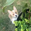 @bumi_the_corgi
