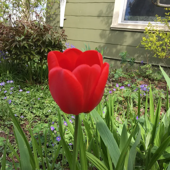 sireggplanty