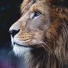 facts_animals12