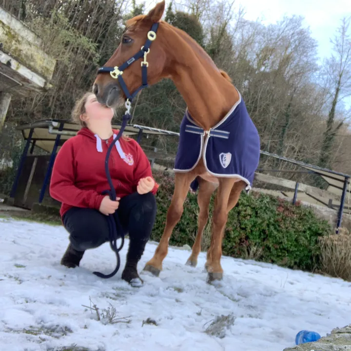 carlyhorses