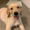 olivers_golden_life