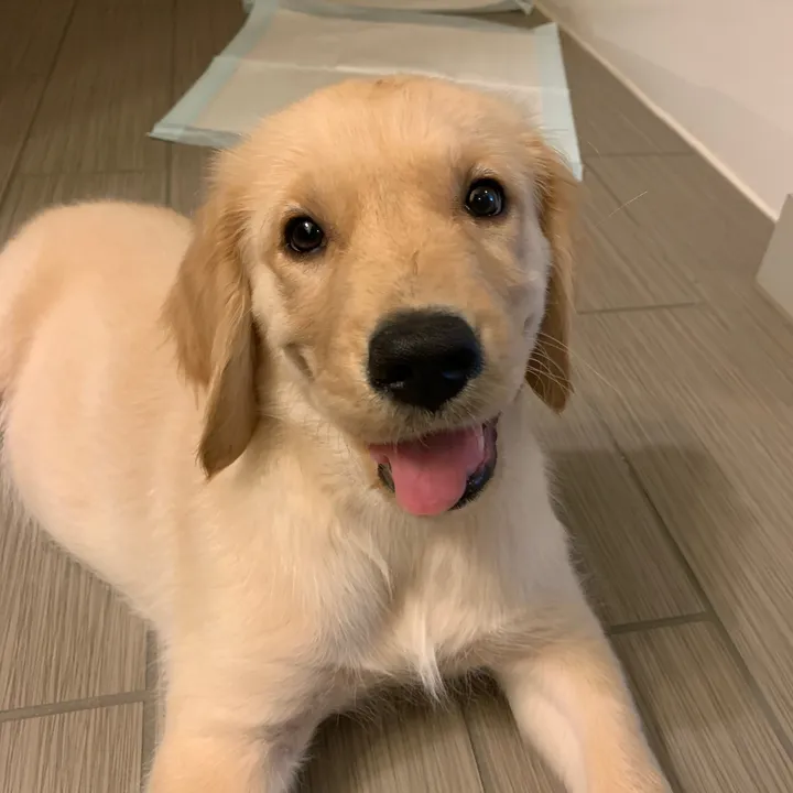 @olivers_golden_life