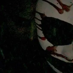 rottenzanarchy
