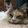 fofakittens