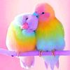 anusha_anuus