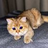 oscar_gold_cat