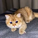 @oscar_gold_cat