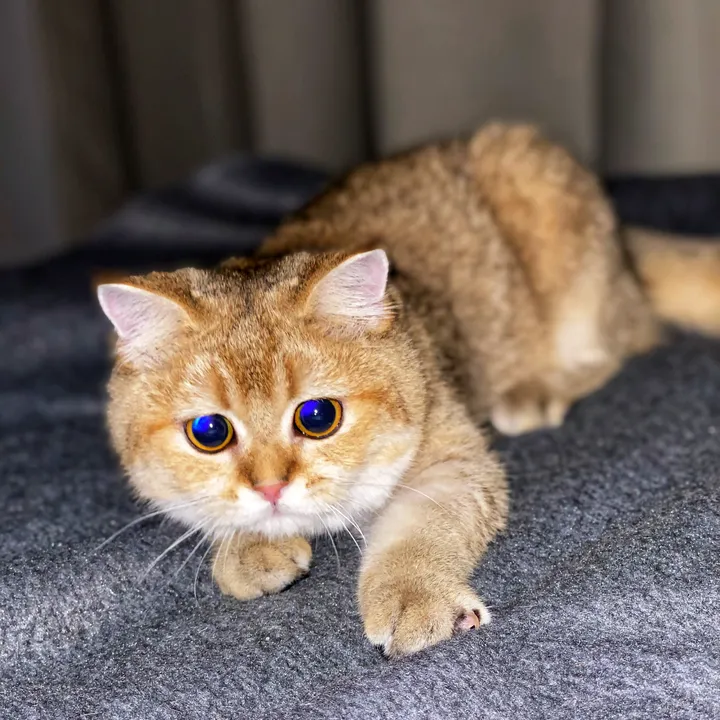 oscar_gold_cat