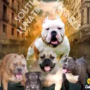 @southlunatikskennels
