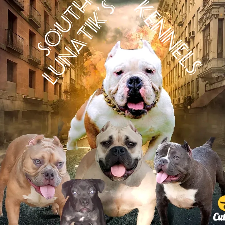 southlunatikskennels