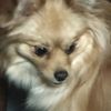 wendyisadog