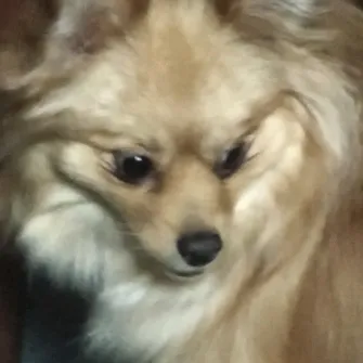 wendyisadog