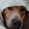 ponchochloe