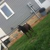 pennydogo27