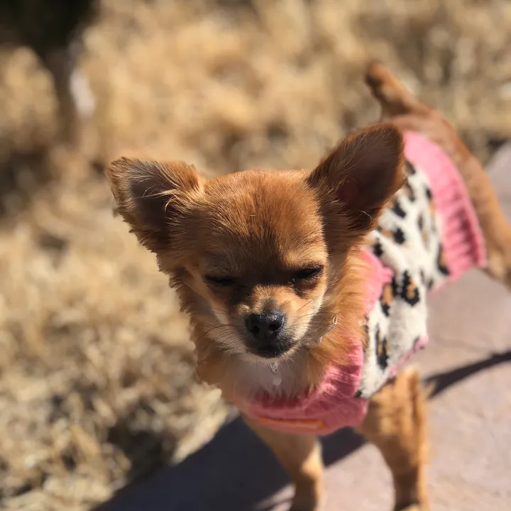 mitty.tiny
