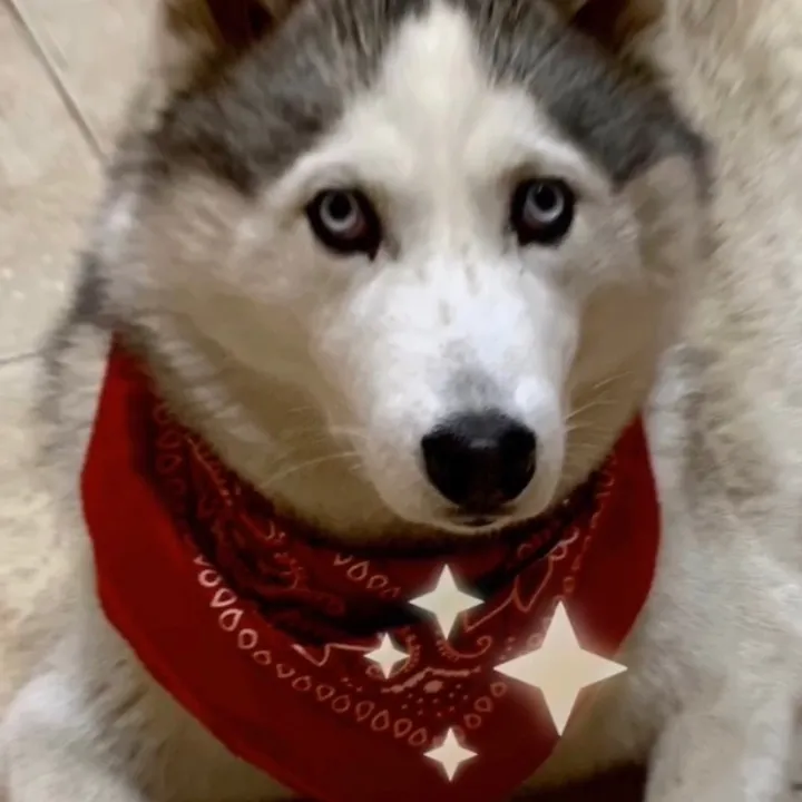 @huskymuskyshow
