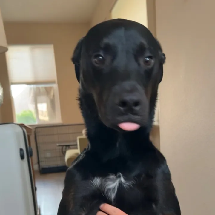 tiktokerfiend