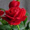 songul007_