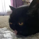 @notahippiest0n3r