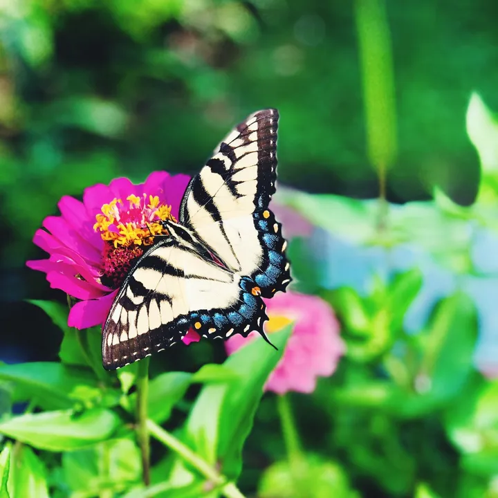 thehealingbutterfly