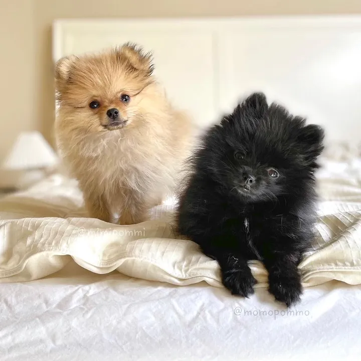 @mimi.momo.pom