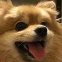 @busiya_pom
