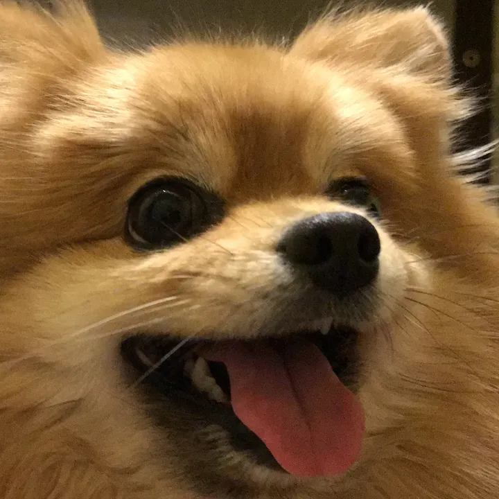 @busiya_pom