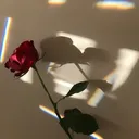 @aethesticgamer_wolf