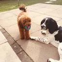 @spikythespringer