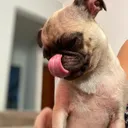 @pug_kinder