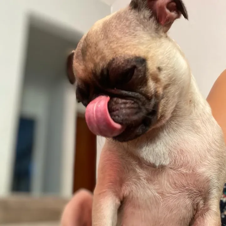 pug_kinder