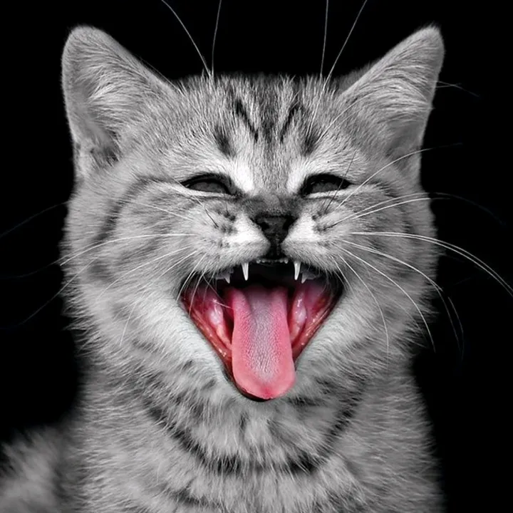 kittenkat79