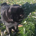 @smausdehond_hunting
