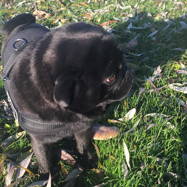 smausdehond_hunting