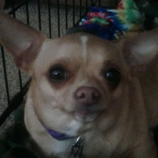 ellie.the.teacup.pup