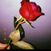 la__virzi